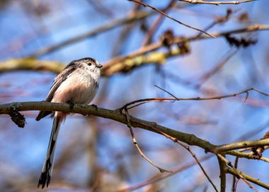 Aegithalos caudatus, the Long-tailed Tit, graces European woodlands with its delightful presence. Recognized by its long tail and cooperative nature, this charming bird adds elegance to the forest.