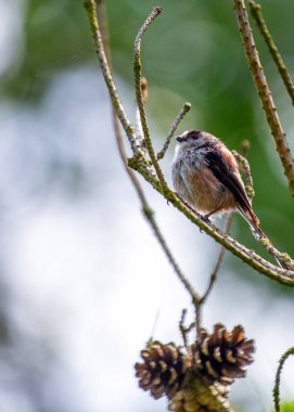 Aegithalos caudatus, the Long-tailed Tit, graces European woodlands with its delightful presence. Recognized by its long tail and cooperative nature, this charming bird adds elegance to the forest.