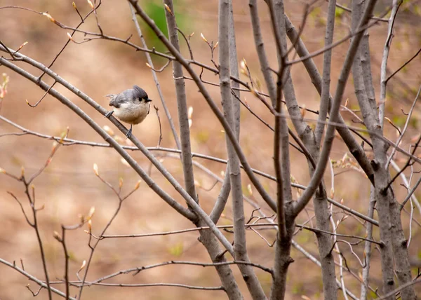 Baeolophus bicolor, Tufted Titmouse, Kuzey Amerika ormanlarına canlı enerji getirir. Ayırt edici arması ve neşeli tavırlarıyla bu küçük kuş ormana cazibe katıyor..