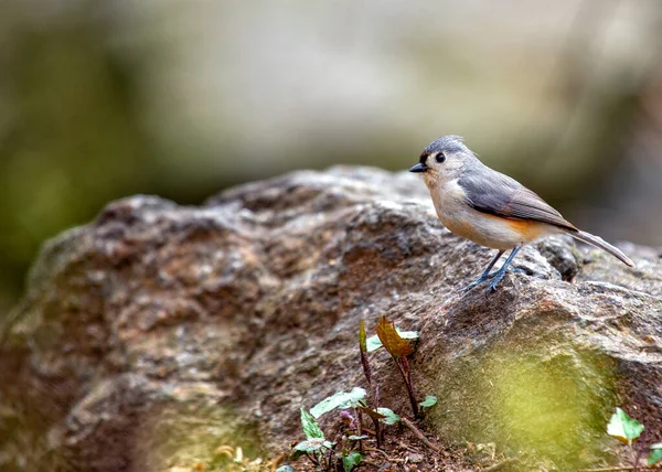 Baeolophus Bicolor Tufted Titmouse Brings Lively Energy North American Woodlands Stock Picture