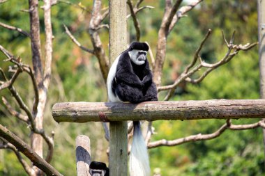 Colobus spp., Siyah ve Beyaz Colobus Maymunu, Afrika 'nın kubbelerinde zarafetle sallanıyor. Çarpıcı tek renkli kürkü ve ayırt edici uzun kuyruğu vahşi güzelliğin özünü yakalıyor..