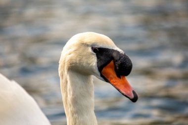 Cygnus spp., Yetişkin Beyaz Kuğu, sakin suları zarafetle şereflendirir. Saf tüyleri ve zarif varlığı onu güzellik ve sükunetin sembolü yapıyor..