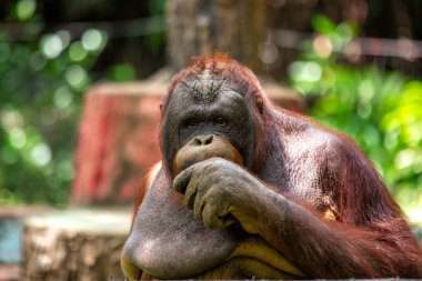 Pongo pigmaeus, Orangutan, Güneydoğu Asya yağmur ormanlarında yetişiyor. Zeki gözleri ve nazik tavırlarıyla bu büyük maymun yağmur ormanlarını korumanın önemini simgeliyor..