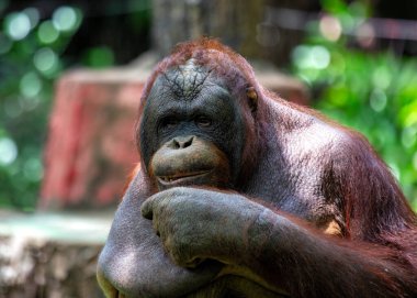 Pongo pigmaeus, Orangutan, Güneydoğu Asya yağmur ormanlarında yetişiyor. Zeki gözleri ve nazik tavırlarıyla bu büyük maymun yağmur ormanlarını korumanın önemini simgeliyor..