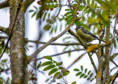 Cyanistes caeruleus, the Blue Tit, brings vibrant hues to European gardens. With its charming blue and yellow plumage, this small bird adds joy and color to the natural canvas.