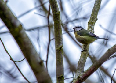 Cyanistes caeruleus, the Blue Tit, brings vibrant hues to European gardens. With its charming blue and yellow plumage, this small bird adds joy and color to the natural canvas.