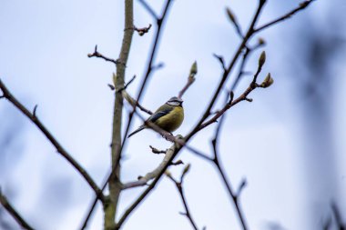 Cyanistes caeruleus, the Blue Tit, brings vibrant hues to European gardens. With its charming blue and yellow plumage, this small bird adds joy and color to the natural canvas.