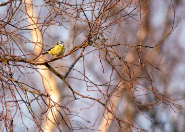Cyanistes caeruleus, the Blue Tit, brings vibrant hues to European gardens. With its charming blue and yellow plumage, this small bird adds joy and color to the natural canvas.