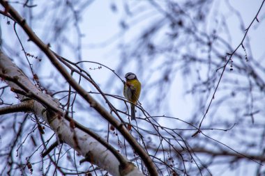 Cyanistes caeruleus, the Blue Tit, brings vibrant hues to European gardens. With its charming blue and yellow plumage, this small bird adds joy and color to the natural canvas.