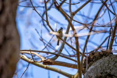 Cyanistes caeruleus, the Blue Tit, brings vibrant hues to European gardens. With its charming blue and yellow plumage, this small bird adds joy and color to the natural canvas.