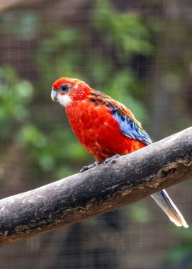 Platycercus eximius, Doğu Rosella Papağanı, Avustralya 'nın canlı tüyleriyle manzaralarını büyüler. Bu canlı papağan okaliptüs ağaçlarına renk getiriyor..