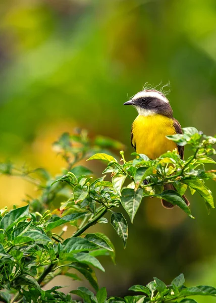 Myiozetetes similis, the Social Flycatcher, graces Central and South American habitats with its sociable nature. This small bird adds liveliness to the diverse tapestry of tropical landscapes.