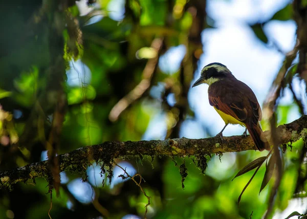 Міозетес Сіміліс Social Flycatcher Віддає Перевагу Центральним Південноамериканським Місцям Проживання — стокове фото