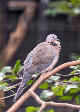 Spilopelia chinensis, Benekli Güvercin, Asya manzaralarını nazik varlığıyla şereflendirir. Yumuşak kukular ve ince noktalarla bu güvercin bahçelere ve kentsel alanlara huzur katıyor..