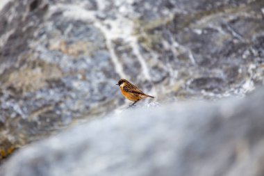 Saxicola rubicola, Stonechat, Avrupa 'nın çayırlarında cazibeyle tünemektedir. Ayırt edici işaretleriyle tanınan bu küçük kuş, manzaralara zarafet katıyor..