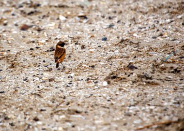 Saxicola rubicola, Stonechat, Avrupa 'nın çayırlarında cazibeyle tünemektedir. Ayırt edici işaretleriyle tanınan bu küçük kuş, manzaralara zarafet katıyor..