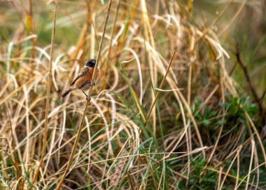 Saxicola rubicola, Stonechat, Avrupa 'nın çayırlarında cazibeyle tünemektedir. Ayırt edici işaretleriyle tanınan bu küçük kuş, manzaralara zarafet katıyor..