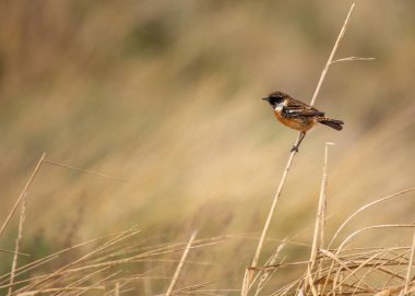 Saxicola rubicola, Stonechat, Avrupa 'nın çayırlarında cazibeyle tünemektedir. Ayırt edici işaretleriyle tanınan bu küçük kuş, manzaralara zarafet katıyor..