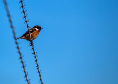 Saxicola rubicola, Stonechat, Avrupa 'nın çayırlarında cazibeyle tünemektedir. Ayırt edici işaretleriyle tanınan bu küçük kuş, manzaralara zarafet katıyor..