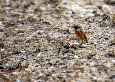 Saxicola rubicola, Stonechat, Avrupa 'nın çayırlarında cazibeyle tünemektedir. Ayırt edici işaretleriyle tanınan bu küçük kuş, manzaralara zarafet katıyor..