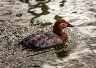 Aythya ferina, Ortak Pochard, Avrupa göllerini çarpıcı görünüşüyle şereflendirir. Canlı tüyleriyle tanınan bu dalış yapan ördek, dingin su ortamlarına renk katıyor..