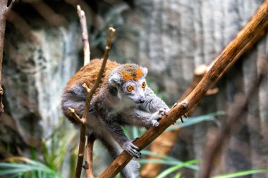 Eulemur Coronatus, Taç Giyen Lemur, Madagaskar 'ın ormanlarını kraliyet varlığıyla şereflendirir. Bu ağaç primatı, kendine özgü tacı ile, bereketli gölgeye biraz kraliyet tacı katar..