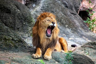 Afrika Aslanı Panthera Leo, muhteşem bir otoriteyle savanaları yönetiyor. Altın yelesi ve güçlü varlığıyla bu uç yırtıcı, vahşi gücün özünü somutlaştırıyor..