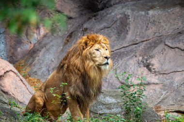 Afrika Aslanı Panthera Leo, muhteşem bir otoriteyle savanaları yönetiyor. Altın yelesi ve güçlü varlığıyla bu uç yırtıcı, vahşi gücün özünü somutlaştırıyor..