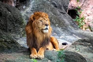 Afrika Aslanı Panthera Leo, muhteşem bir otoriteyle savanaları yönetiyor. Altın yelesi ve güçlü varlığıyla bu uç yırtıcı, vahşi gücün özünü somutlaştırıyor..