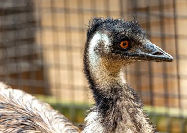 Dromaius Novaehollandiae Emu Zwerft Met Gratie Door Uitgestrekte Australische Landschappen — Stockfoto