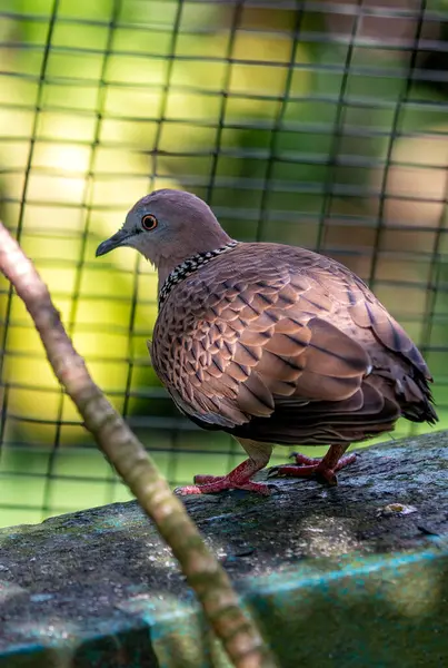 Spilopelia chinensis, Benekli Güvercin, Asya manzaralarını nazik varlığıyla şereflendirir. Yumuşak kukular ve ince noktalarla bu güvercin bahçelere ve kentsel alanlara huzur katıyor..