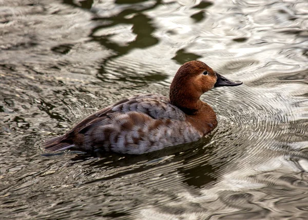 stock image Aythya ferina, the Common Pochard, graces European lakes with its striking appearance. Recognized by its vibrant plumage, this diving duck adds color to serene aquatic habitats.