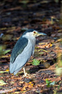 Nycticorax nycticorax, Kara Taç Giyen Gece Balıkçıl, gece zarafetiyle sulak alanları süslüyor. Parlak tüyleriyle tanınan bu balıkçıl, mehtaplı sulara gizem katıyor..