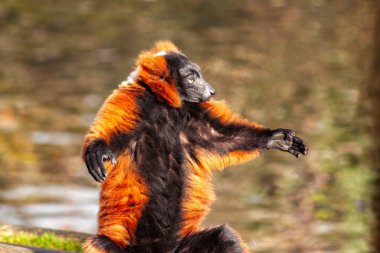 Varecia Rubra, Kırmızı Yakalı Lemur Madagaskar 'ın yağmur ormanlarına canlı renkler getirir. Çarpıcı kırmızı kürkü ve şakacı tavrıyla bu ağaçsı primat, yemyeşil gölgeliği büyülüyor..