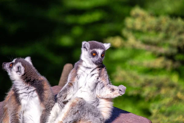 Lemur catta, the Ring-tailed Lemur, graces Madagascar\'s landscapes with its iconic ringed tail. With black and white elegance, this social primate brings charm to arid regions.