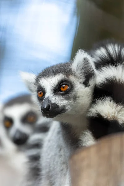 Lemur catta, the Ring-tailed Lemur, graces Madagascar\'s landscapes with its iconic ringed tail. With black and white elegance, this social primate brings charm to arid regions.