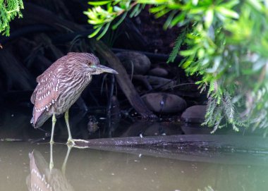 Genç Nycticorax nycticorax, Genç Siyah Taç Giymiş Gece Balıkçıl, ilginç bir zarafetle sulak alanları keşfeder. Benekli tüyleri, yetişkinlikte elde edeceği zarafeti ima eder..