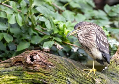 Genç Nycticorax nycticorax, Genç Siyah Taç Giymiş Gece Balıkçıl, ilginç bir zarafetle sulak alanları keşfeder. Benekli tüyleri, yetişkinlikte elde edeceği zarafeti ima eder..