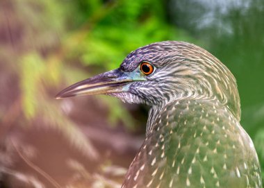 Genç Nycticorax nycticorax, Genç Siyah Taç Giymiş Gece Balıkçıl, ilginç bir zarafetle sulak alanları keşfeder. Benekli tüyleri, yetişkinlikte elde edeceği zarafeti ima eder..