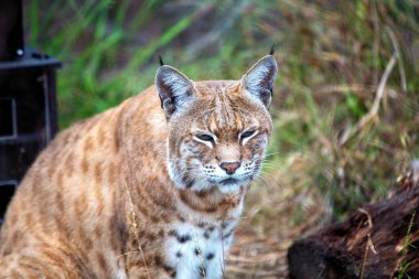 Vaşak Luchs Rufus, Kuzey Amerika ormanlarında gizlice dolaşıyor. Tüylü kulakları ve benekli paltosuyla bu yakalanması zor kedi, vahşi doğanın ruhunu somutlaştırıyor..