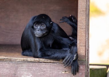 Ateles fusciceps rufiventris, Kolombiyalı Siyah Örümcek Maymun, Güney Amerika yağmur ormanlarında çevik bacaklarıyla sallanıyor. Parlak siyah kürkünden tanınan bu primat, yemyeşil gölgeye bir gizem katıyor..