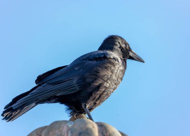 Corvus corone, Carrion Crow, Avrupa topraklarına istihbarat getirir. Parlak siyah tüyleri ve keskin gözleriyle bu korvid şehir ve kırsal ortamlarda bir gizem yayıyor..