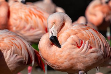 Phoenicopterus chilensis, Şili Flamingosu, canlı tüylerle Güney Amerika 'nın sulak alanlarını süslüyor. Bu zarif kuş, kendine özgü kıvrımlı gagasıyla su ortamlarına renk katar..