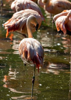 Phoenicopterus chilensis, Şili Flamingosu, canlı tüylerle Güney Amerika 'nın sulak alanlarını süslüyor. Bu zarif kuş, kendine özgü kıvrımlı gagasıyla su ortamlarına renk katar..