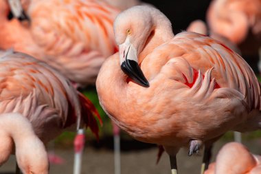 Phoenicopterus chilensis, Şili Flamingosu, canlı tüylerle Güney Amerika 'nın sulak alanlarını süslüyor. Bu zarif kuş, kendine özgü kıvrımlı gagasıyla su ortamlarına renk katar..