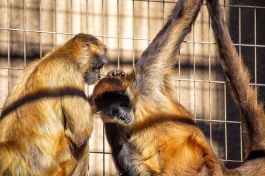 Ateles fusciceps rufiventris, Kolombiyalı Siyah Örümcek Maymun, Güney Amerika yağmur ormanlarında çevik bacaklarıyla sallanıyor. Parlak siyah kürkünden tanınan bu primat, yemyeşil gölgeye bir gizem katıyor..