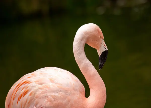 Phoenicopterus Chilensis Chilean Flamingo Graces South American Wetlands Vibrant Plumage Stock Image