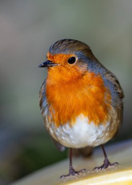 Avrupalı Robin Erithacus Rubecula, Dublin 'in Ulusal Botanik Bahçeleri' ni bir renk patlaması ile şereflendiriyor. İkonik kırmızı göğsü ve melodik şarkısıyla bu küçük kuş, canlı bahçe düzenine sıcaklık ve cazibe katıyor..