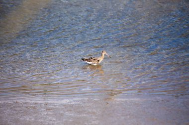 Zarif balıkçı, Kara Kuyruklu Godwit, Avrupa ve Asya 'daki sulak alanlarda yaşar. Zarif ve göçmen, kendine özgü uzun gagası ve çarpıcı tüyleriyle büyüleyicidir..