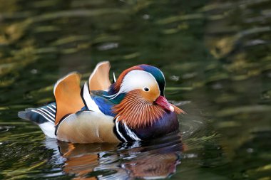 Dublin 'in Ulusal Botanik Bahçeleri' nde nadir görülen erkek ördek (Aix galericulata) canlı tüyleriyle büyülenir. Yerel göletlere egzotik bir dokunuş, dingin İrlanda ortamına renk katıyor.. 